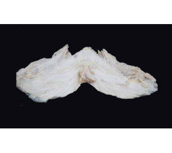 Cabeza de bacalao